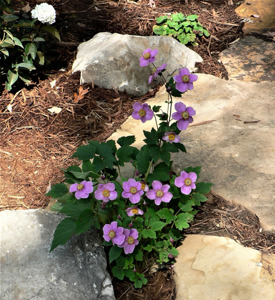 japanese anenome-550 | Landscape Design