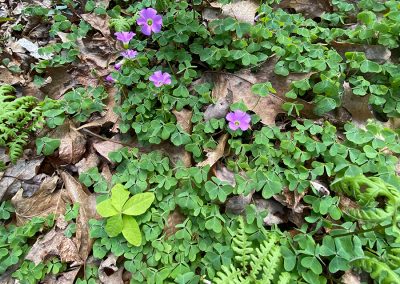 Native Plants