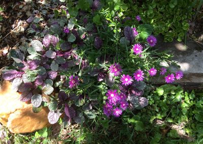 Perennial Ground Covers