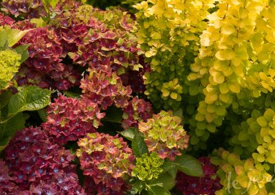 Flowering Shrubs