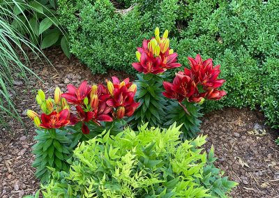 Perennials
