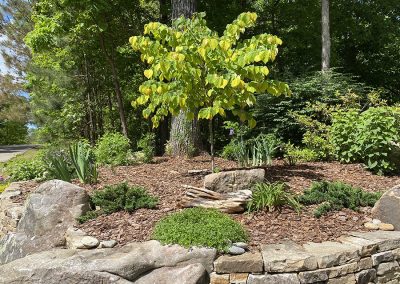 Trees & Shrubs